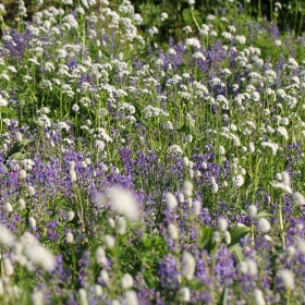 wildflowers2