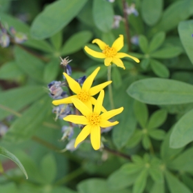 yellow_aster