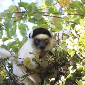 Verreaux's sifaka