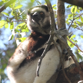 Verreaux's sifaka