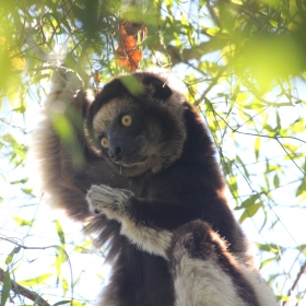 Verreaux's sifaka