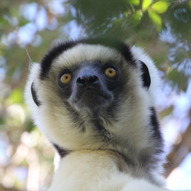 Verreaux's sifaka