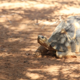 Radiated tortoise