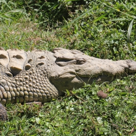 Croc