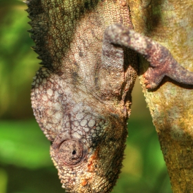 Furcifer Oustaleti