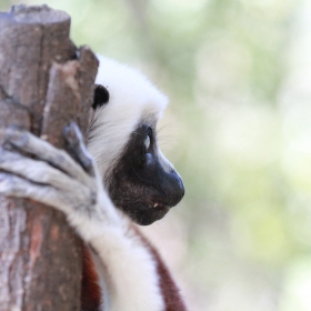 Coquerel's Sifaka