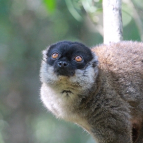 Brown lemur