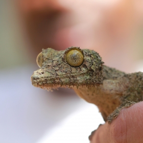 Leaf gecko