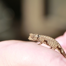 Brookesia