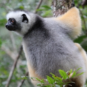 Golden Diademed Sifaka