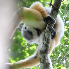 Golden Diademed Sifaka 2