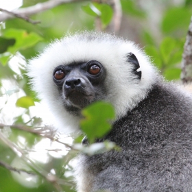 Golden Diademed Sifaka 3