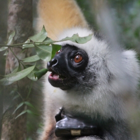 Golden Diademed Sifaka eating