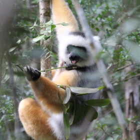 Golden Diademed Sifaka eating 2