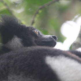 Indri looking wistful