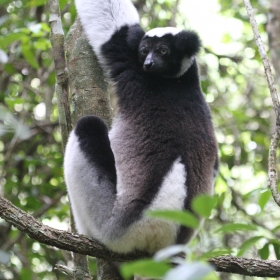 Indri