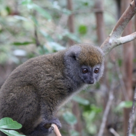 Grey Bamboo Lemur