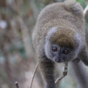 Grey bamboo lemur
