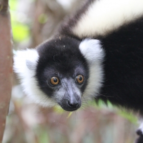 Black and white ruffed lemur