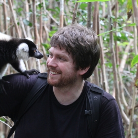 Black and white ruffed lemur 2