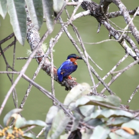 Malachite kingfisher