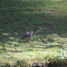 Striated Heron