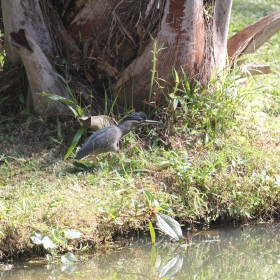 Striated Heron tuft up