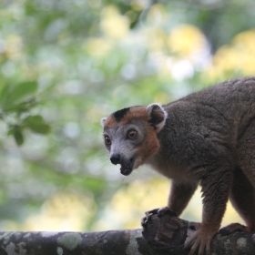 Crowned lemur 2