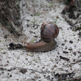 Snail