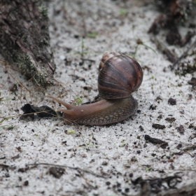 Snail