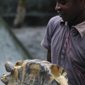 Radiated tortoise