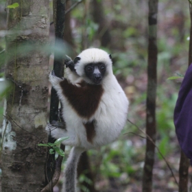 Coquerel's Sifaka