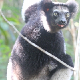 Indri