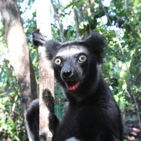 Indri surprised