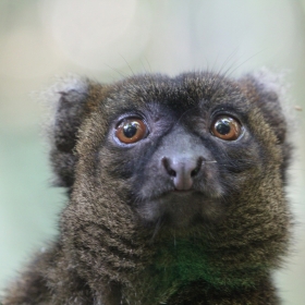 Greater Bamboo Lemur