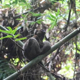 Greater Bamboo lemur