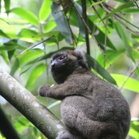Greater Bamboo lemur