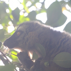 Brown lemur