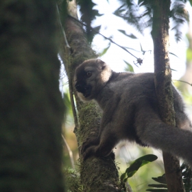 Red fronted brown lemur