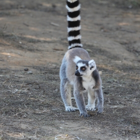 ringtail