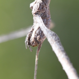 Stick bug eye