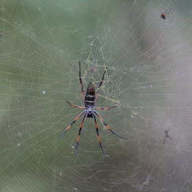 Nephilum madagascariensis